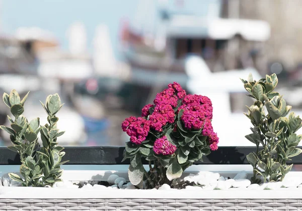 Flower bed on blurred sea background. Sea pier with boats
