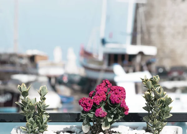 Flower bed on blurred sea background. Sea pier with boats at summer time — Stock Photo, Image