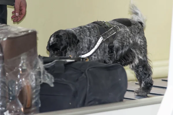 DNEPR, UCRANIA - INVIERNO, 2019: Aeropuerto Internacional. Revisando el equipaje de los pasajeros. Un perro entrenado spaniel huele maletas y bolsas en un carrusel de equipaje o cinta transportadora . — Foto de Stock