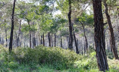 İğne yapraklı orman Kıbrıs'ta. Güzel doğal arka plan