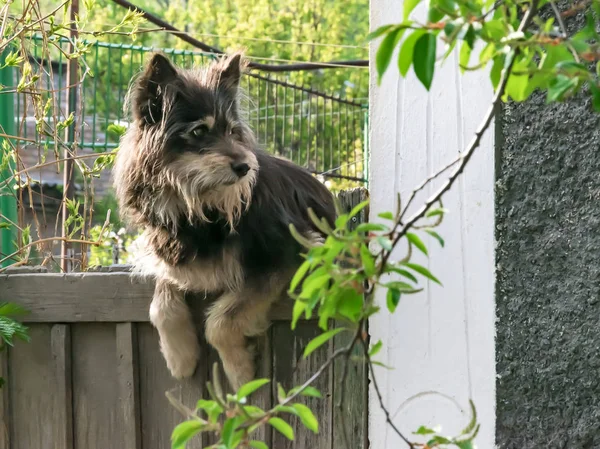 大きなシャギー犬は、夏の日に古い木製の庭のフェンスの上に座っています — ストック写真