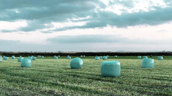Travail agricole dans un champ au coucher du soleil. Équipement pour fourrage. Système d'emballage de film. Balles rondes d'aliments pour animaux de ferme . — Photo