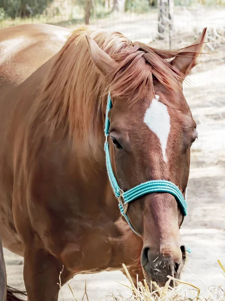 Portret van een mooie fokken bruin snuit paard het eten van hooi. Voederen van paardrijden paarden — Stockfoto