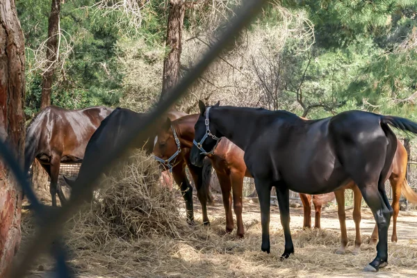 Beautiful breeding brown and black horses eating hay in paddock. Feeding of riding horses