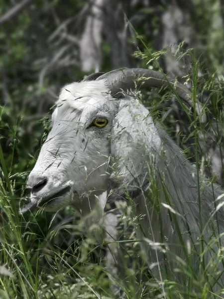 Крупний план портрет молодого білого козла, втраченого в лісі. Англо-Нубійська порода вітчизняної кози. — стокове фото