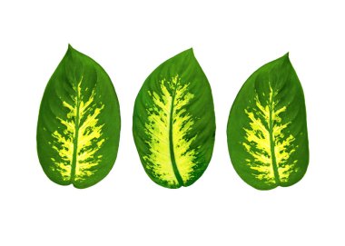 Beyaz arka plan üzerinde izole tropikal bir bitki Dieffenbachia büyük oval yaprakları. Tasarım için nesne grubu