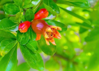 Güzel çiçekli nar çalı veya ağaç bahar çiçek arka plan. Bahçede nar meyvesi yetiştirmek