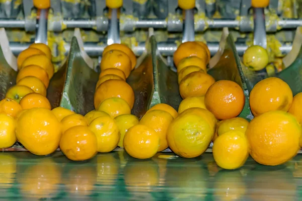 Proces technologiczny w pomarańczowej armaterii lub zakładzie. Automatyczne sortowanie owoców — Zdjęcie stockowe