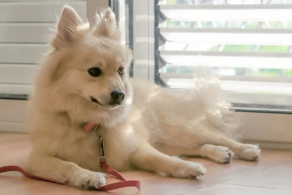 Lindo perro raza Spitz acostado en el suelo cerca de la puerta dentro de la casa —  Fotos de Stock