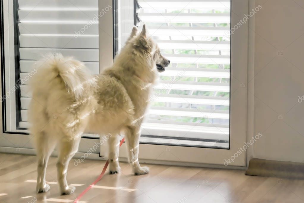 Cute dog breed Spitz standing next to the door inside the house and looking through the blinds