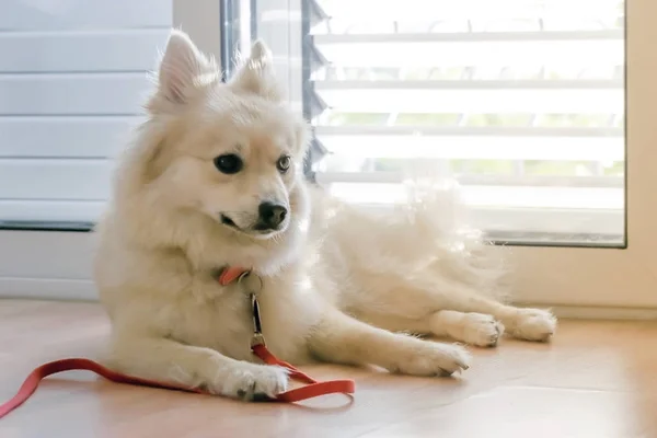 Cute dog breed Spitz lying on the floor near the door inside the house — Stock Photo, Image