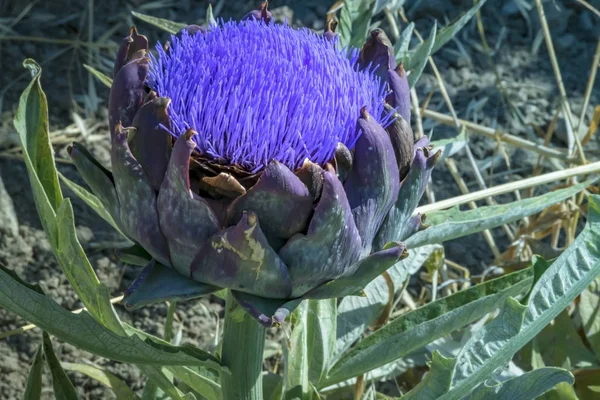 Blooming vegetable plant artichoke in summer gardem. Food and Medicinal Plant Royalty Free Stock Images