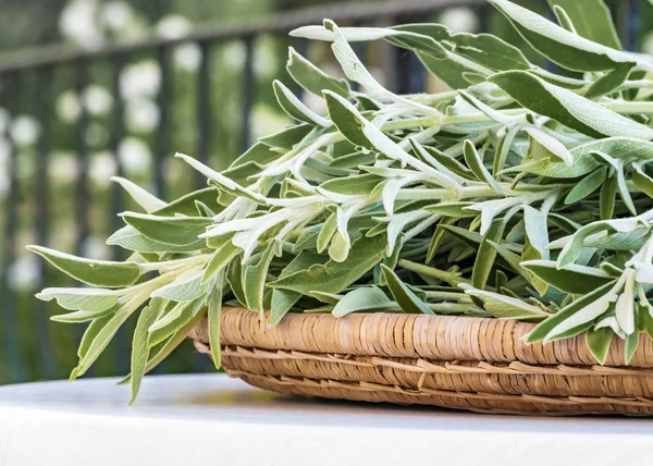 Fresco corte floração sálvia planta fora na mesa da cozinha no jardim de verão. Fundo floral — Fotografia de Stock