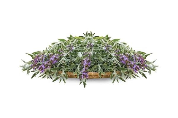 Fresh cut flowering sage on a wicker wooden tray. A bunch of kitchen herb salvia isolated on white background