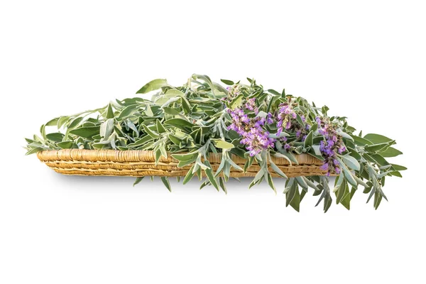 Fresh cut sage branches with flowers and leaves on a wicker wooden tray. A bunch of kitchen herb salvia isolated on white background — Stock Photo, Image