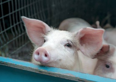 Sevimli beyaz pembe et ırkı domuz yerel köy pazarında satışa.
