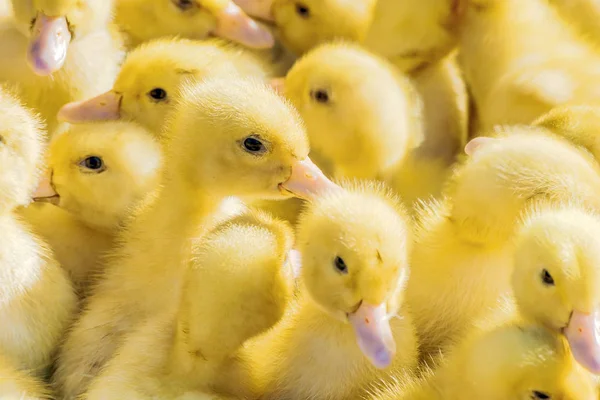 Patos amarillos vendidos en el mercado rural. Pequeños bebés mullidos polluelos. Granja avícola —  Fotos de Stock