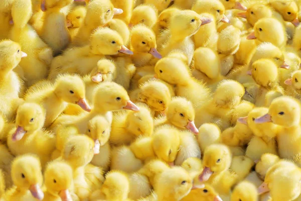 Patos amarillos vendidos en el mercado rural. Pequeños bebés mullidos polluelos —  Fotos de Stock