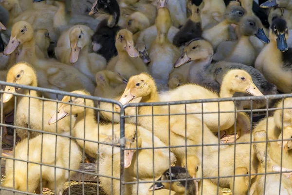 Los patitos amarillos en la jaula en el mercado rural. Pequeños bebés mullidos polluelos. Granja avícola. Sector agrario —  Fotos de Stock