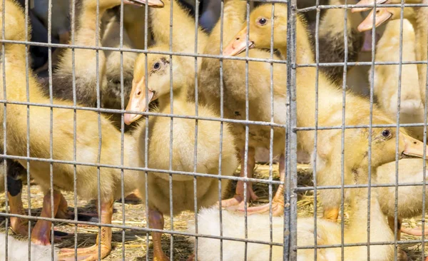 Patos amarillos en una jaula afuera. Pequeños bebés mullidos polluelos. Granja avícola —  Fotos de Stock