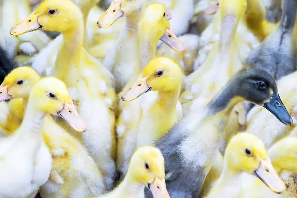 Patos amarillos vendidos en el mercado rural. Pequeños bebés mullidos polluelos. Granja avícola. Sector agrario —  Fotos de Stock