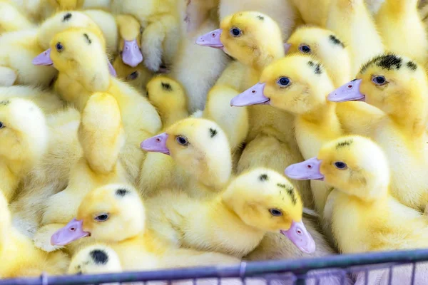 Patos jóvenes amarillos en jaula en el mercado rural. Pequeños bebés mullidos polluelos. Granja avícola —  Fotos de Stock