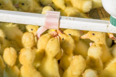 Yeni doğan sarı bebekler ördek yavrusu otomatik bir içiciden su içiyor. Tarım işi. Çiftçi Pazarı