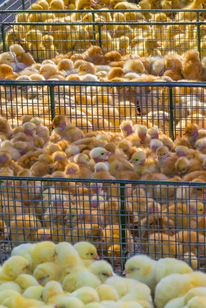 Yellow newborns ducklings and chickens in the calls on rural market. Little fluffy babies chicks. Poultry farm. Agriculture business — Stock Photo, Image