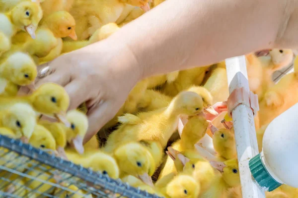 Bebés amarillos recién nacidos patitos bebiendo agua de un bebedor automático. Negocio agrícola. Venta de aves en el mercado local de agricultores —  Fotos de Stock