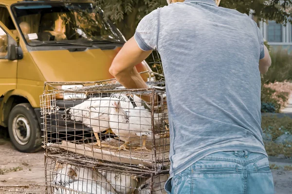 Man selling chickens in the local Farmer's Market. Agricultural business. — Stock Photo, Image