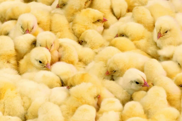 Pollos amarillos recién nacidos vendidos en el mercado rural. Pequeños bebés mullidos polluelos —  Fotos de Stock