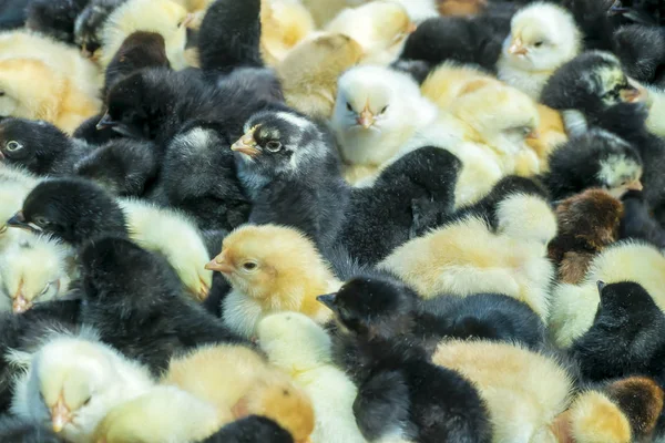 Pollos recién nacidos amarillos y negros en el mercado de agricultores locales. Pequeños bebés mullidos polluelos —  Fotos de Stock