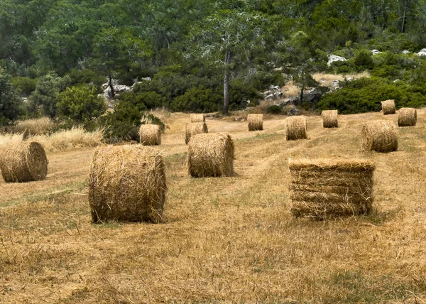 Una paca redonda de paja para la alimentación animal. Forraje para ganado . — Foto de Stock