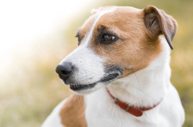 Bir soy sevimli köpek Jack Russell Terrier portresi solaranıyor.