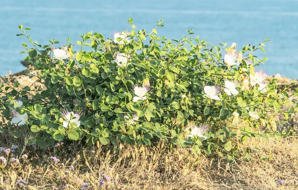 Capparis flowering plant on rock on blue sea background. Flowers, leaves and buds for food and medicine.