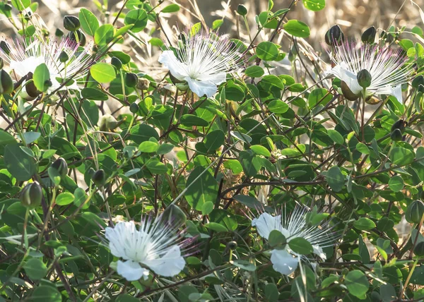 Capparis bloeiende plant op blauwe zee achtergrond. Bloemen, bladeren en knoppen voor voedsel en medicijnen. — Stockfoto