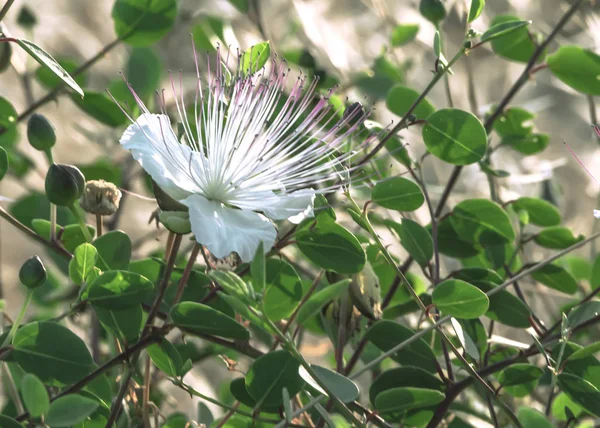 Capparis bloeiende plant op blauwe zee achtergrond. Een witte bloem, groene bladeren en knoppen. Voedsel en medicijnen. — Stockfoto