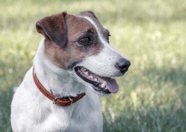 Safkan sevimli genç mutlu köpek Jack Russell Terrier yakın çekim portre çim üzerinde oturan ve sağa bakarak