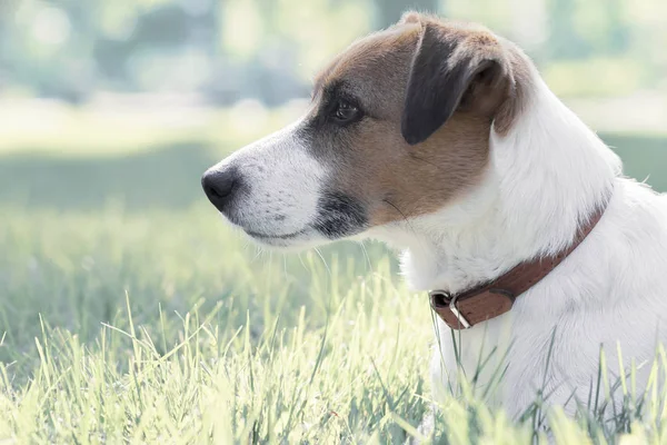 Retrato de pura raza noble perro tranquilo Jack Russell Terrier acostado en la hierba al aire libre y mirando al lado izquierdo — Foto de Stock