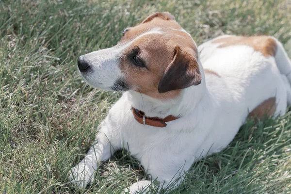 Retrato de pura raza lindo perro tranquilo Jack Russell Terrier acostado en la hierba al aire libre y mirando al lado izquierdo Vista desde arriba — Foto de Stock