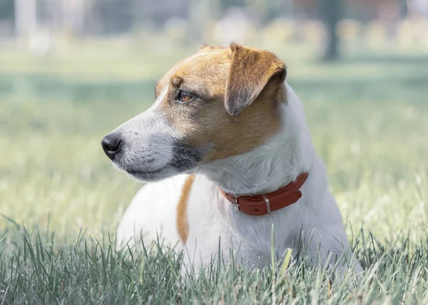 Portrait of purebred calm dog Jack Russell Terrier lying on grass in summer sunny park and looking at left side — Stock Photo, Image