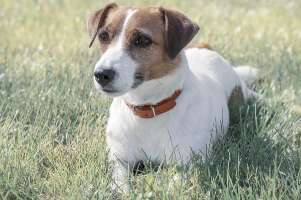 Portrait of purebred calm resting dog Jack Russell Terrier lying on grass outdoor and looking at left side — Stock Photo, Image