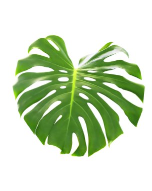 Beyaz arka plan üzerinde izole tropikal bir bitki Monstera deliciosa bir büyük yeşil yaprak. Tasarım için nesne