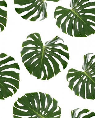 Beyaz arka plan üzerinde izole tropikal bir bitki Monstera deliciosa yeşil yaprakları ile Dikişsiz desen. Tasarım için nesne