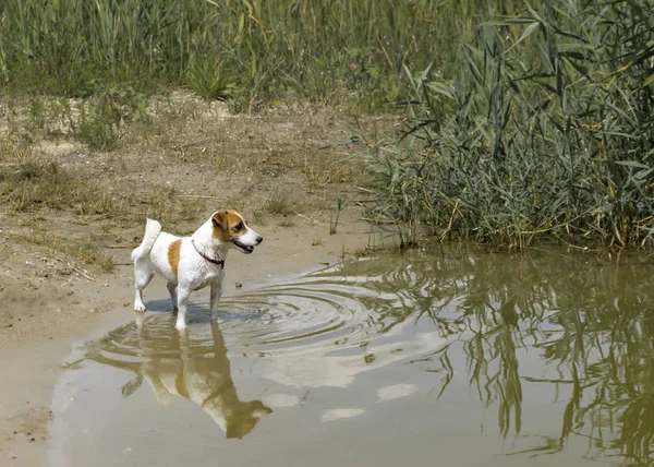 Pequeno cão de pedigree Jack Russell Terrier está à beira do rio pronto para nadar . — Fotografia de Stock