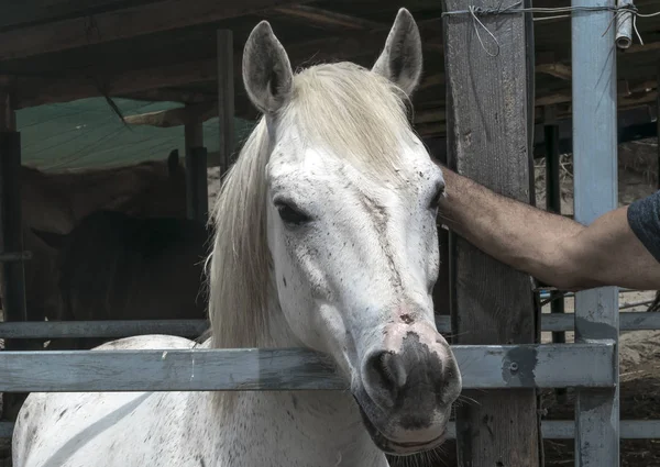 Zbliżenie portretu białego konia stojącego na stoisku. . Ręka człowieka głaszcząc kaganiec konia — Zdjęcie stockowe
