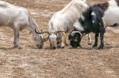 Otlakta otlayan keçi sürüleri. Thr keçi grubu saman yiyor