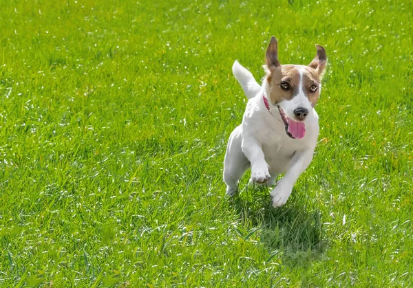 Cão de raça pura Jack Russell Terrier a correr num relvado verde. Feliz animal de estimação . — Fotografia de Stock