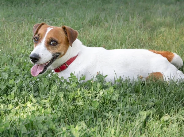 Purebred dog Jack Russell Terrier lying on a green lawn. Happy resting pet. — Stock Photo, Image