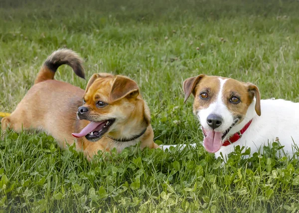녹색 잔디밭에 누워 있는 두 마리의 개. 행복한 재생 애완 동물. — 스톡 사진